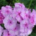 Флокс Phlox Седая Дама